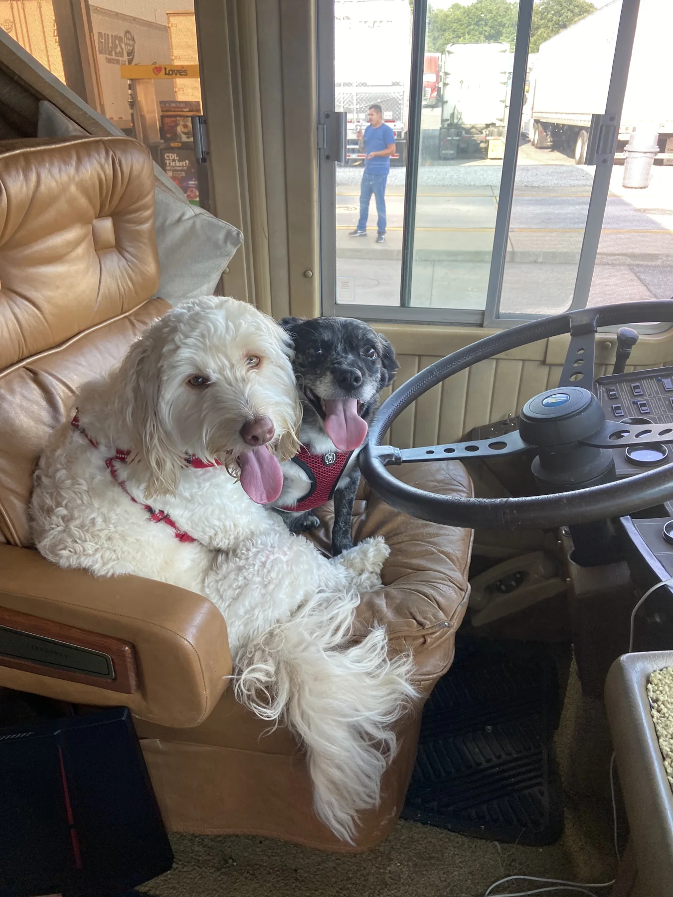 Ember and Rain sharing a seat beside Woodstock’s steering wheel