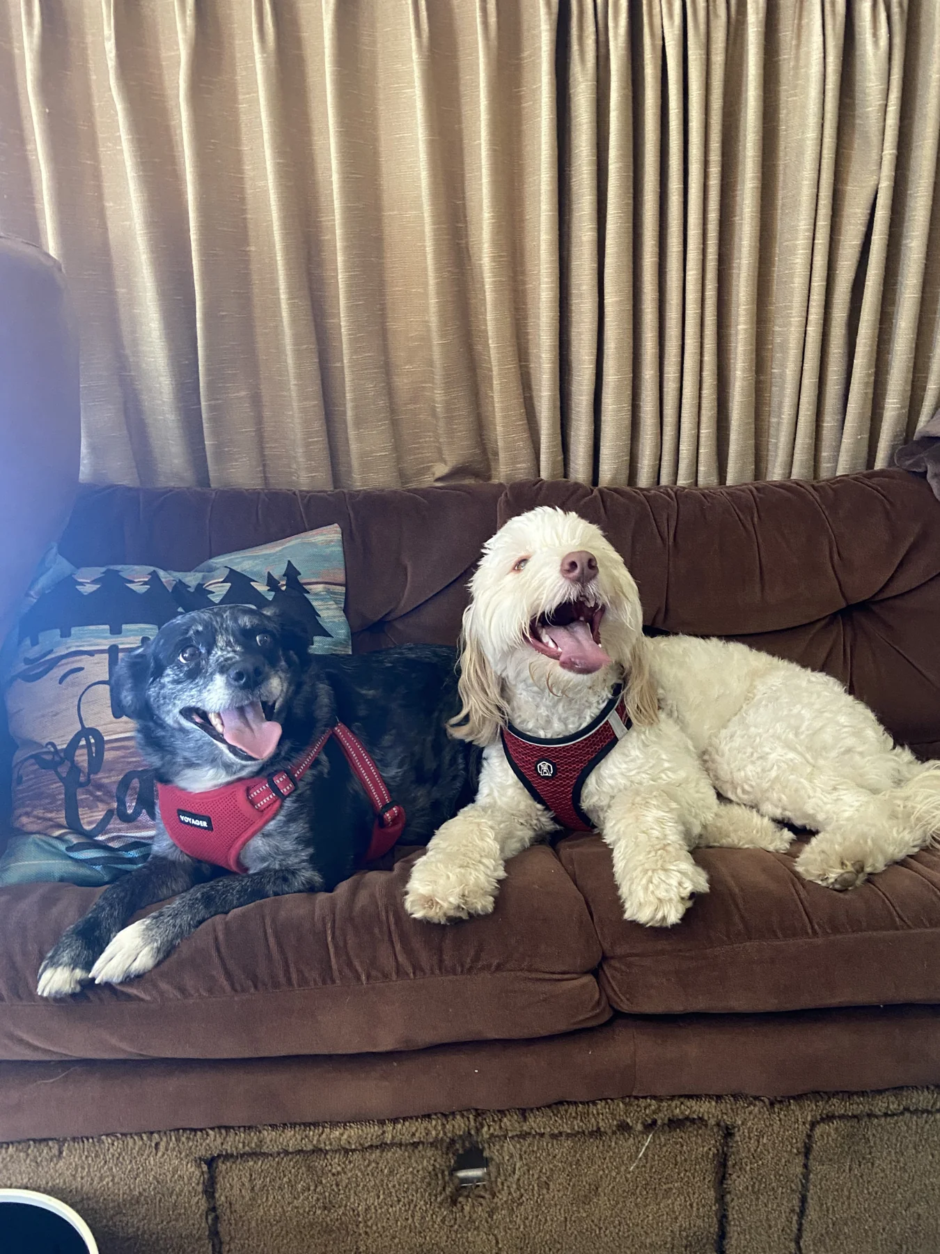 Dark-coated Rain on the left and cream-colored Ember on the right, sitting together on the bus couch